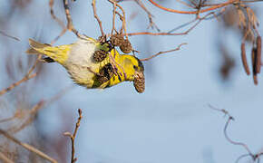 Eurasian Siskin