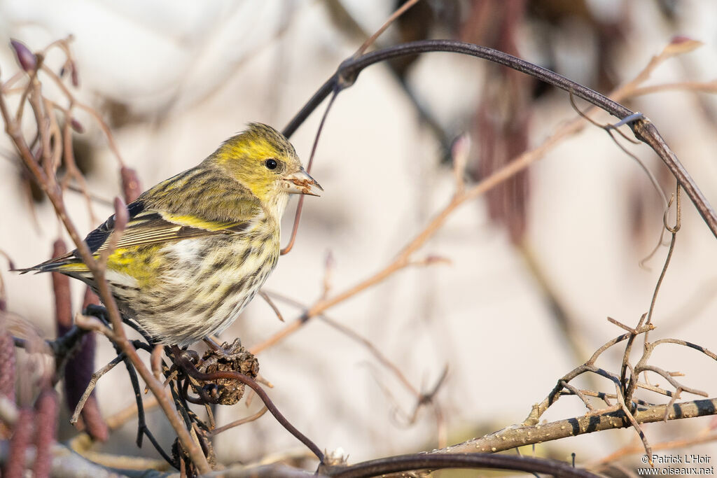 Eurasian Siskin female adult post breeding