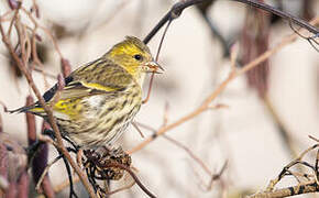 Eurasian Siskin