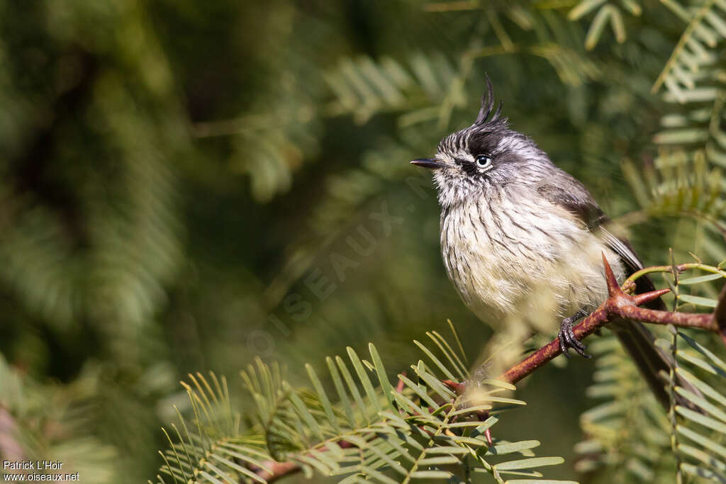 Tufted Tit-Tyrantadult, identification