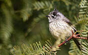 Taurillon mésange