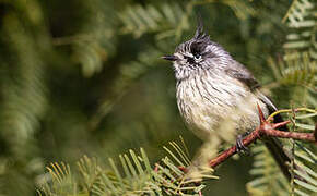 Tufted Tit-Tyrant