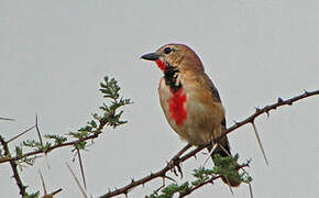 Rosy-patched Bushshrike