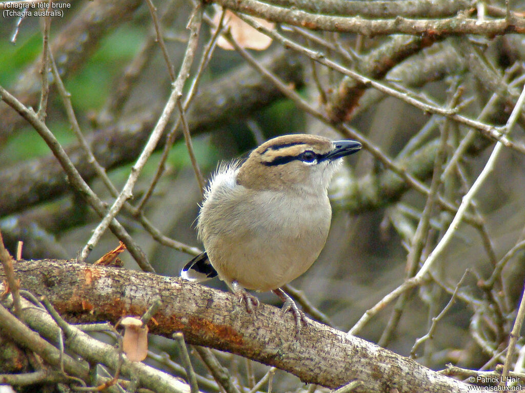 Brown-crowned Tchagra