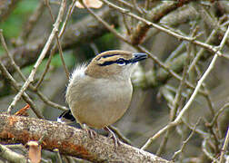 Brown-crowned Tchagra