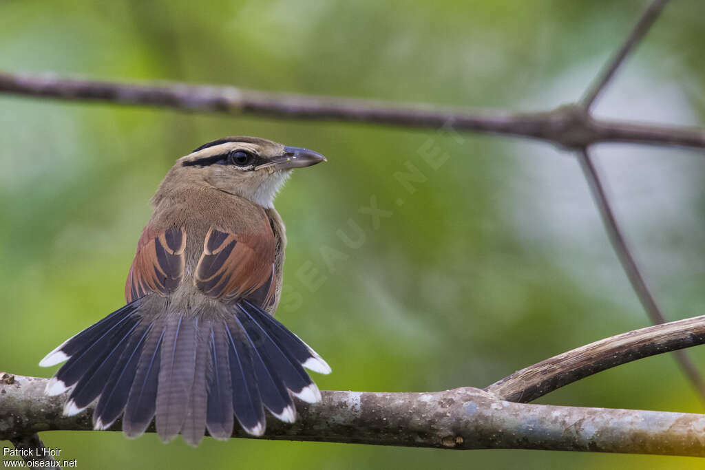 Brown-crowned Tchagrajuvenile, aspect, pigmentation