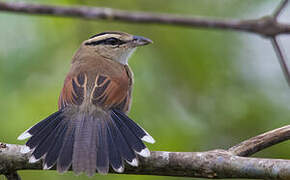 Brown-crowned Tchagra