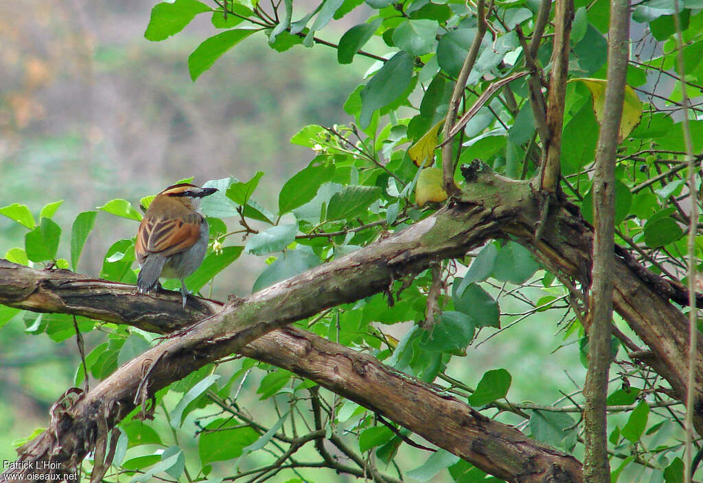 Black-crowned Tchagraadult, habitat, pigmentation