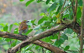 Black-crowned Tchagra