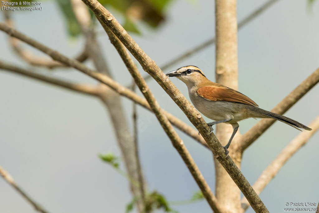 Black-crowned Tchagraadult