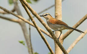 Black-crowned Tchagra