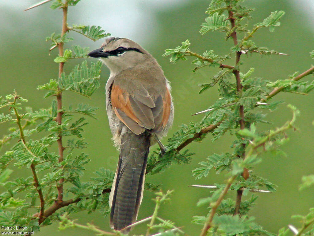 Three-streaked Tchagraadult, pigmentation