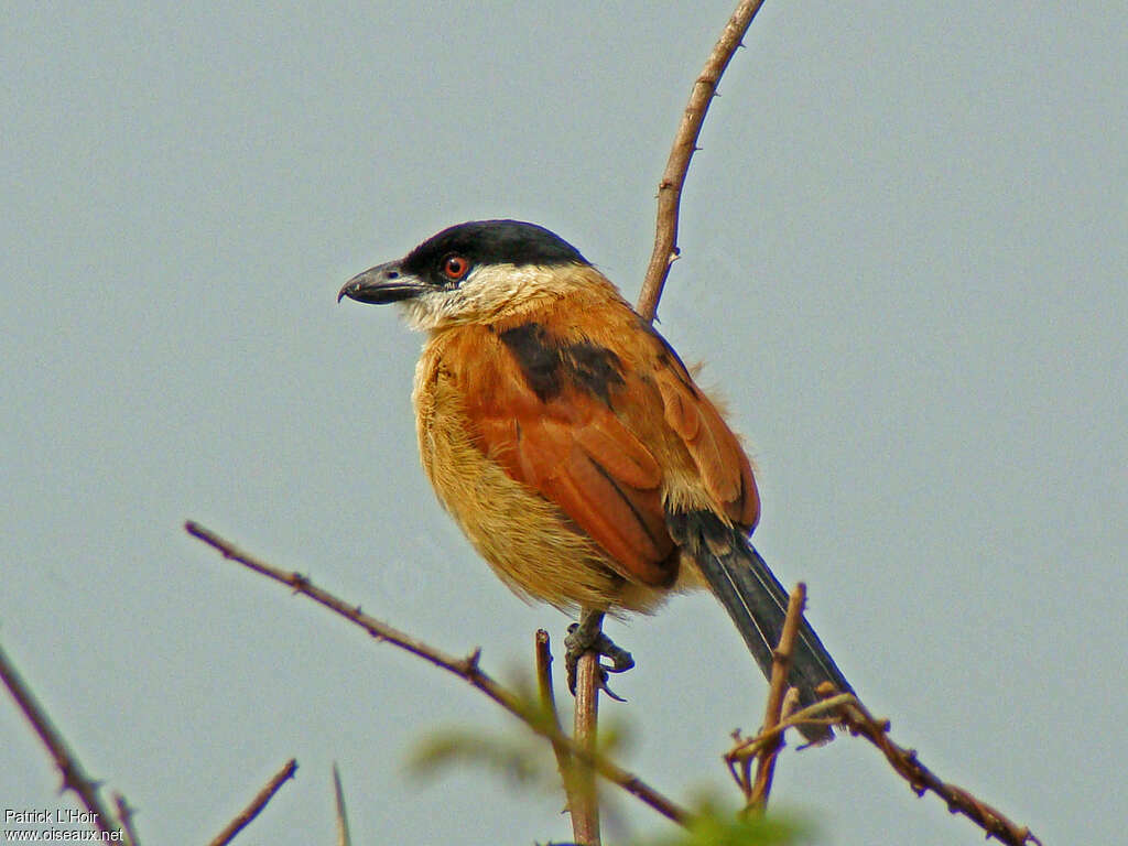 Tchagra des marais mâle adulte, identification