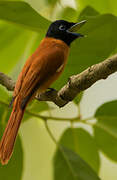 Red-bellied Paradise Flycatcher