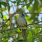 Tchitrec bleu