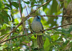 African Blue Flycatcher