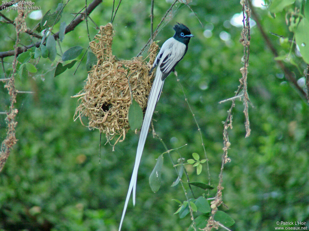 African Paradise Flycatcher