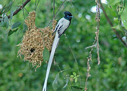 African Paradise Flycatcher