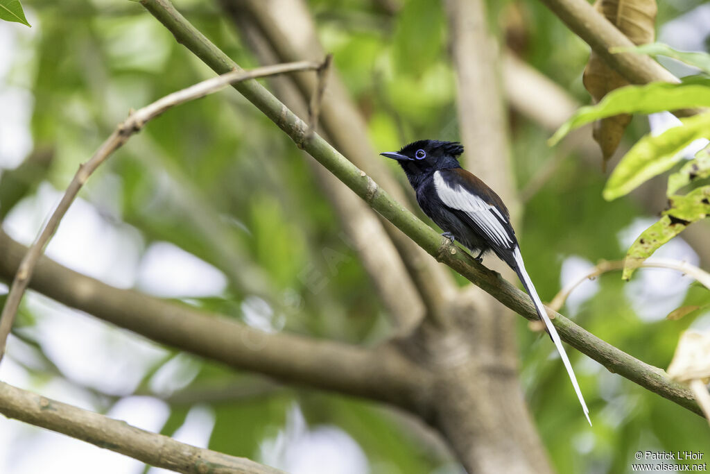 African Paradise Flycatcher male adult