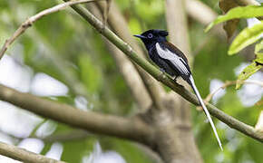 African Paradise Flycatcher