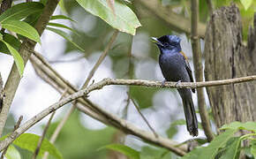 African Paradise Flycatcher