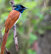 Indian Paradise Flycatcher