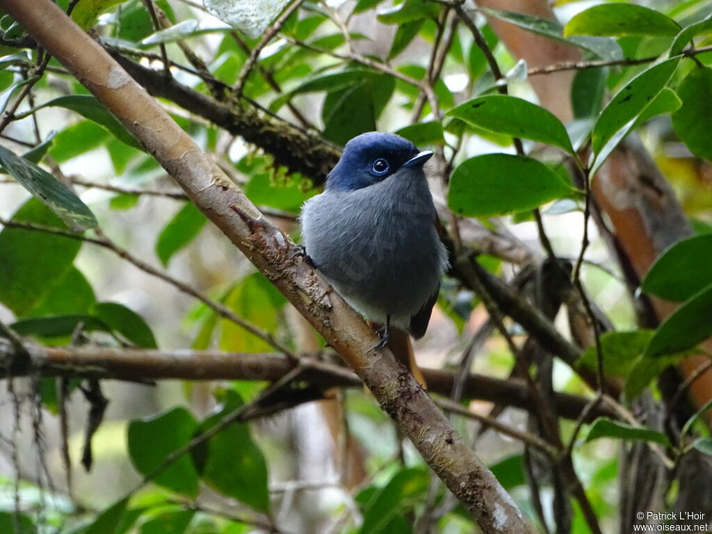 Mascarene Paradise Flycatcher