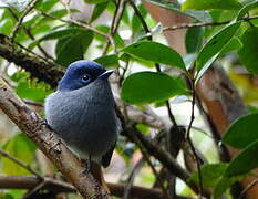 Mascarene Paradise Flycatcher