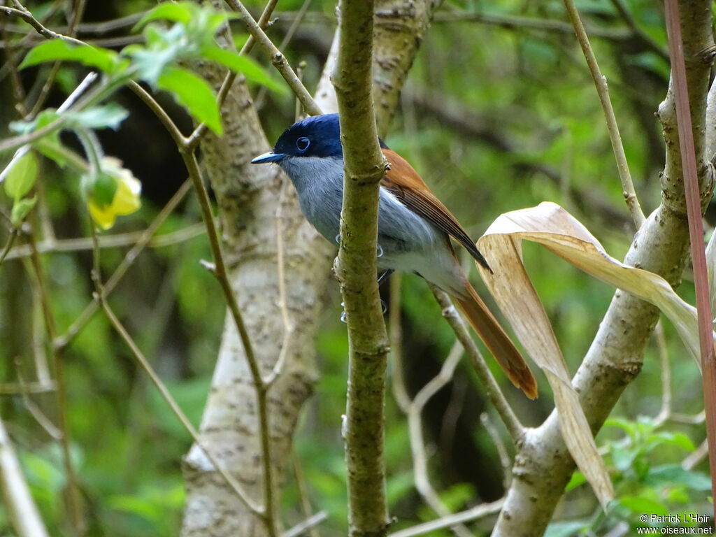 Mascarene Paradise Flycatcher