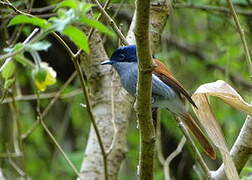 Mascarene Paradise Flycatcher