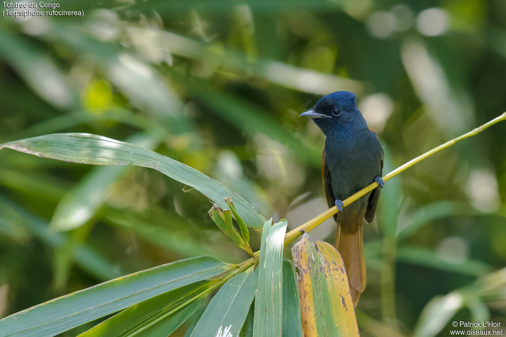 Rufous-vented Paradise Flycatcheradult