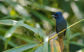 Rufous-vented Paradise Flycatcher