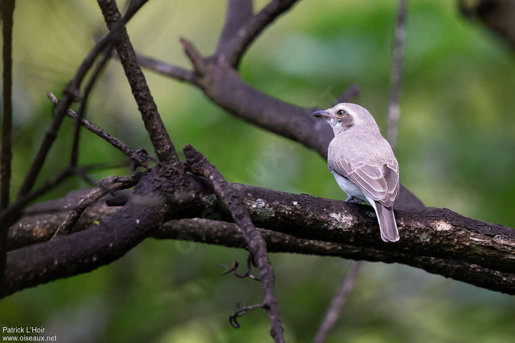 Sri Lanka Woodshrikeadult