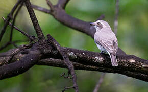 Sri Lanka Woodshrike