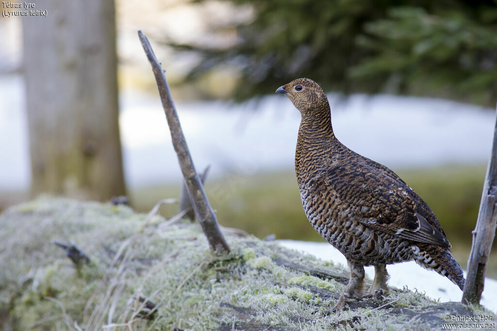 Black Grouse female adult