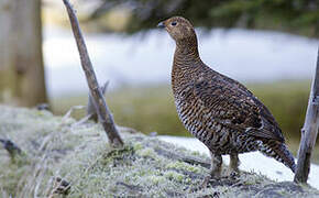 Black Grouse