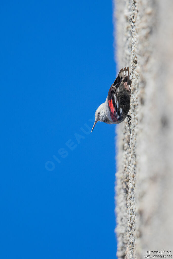 Wallcreeper