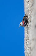 Wallcreeper