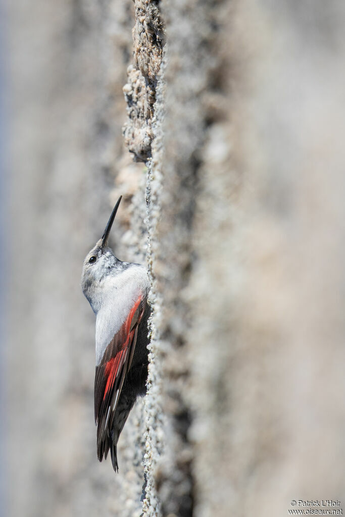 Wallcreeper