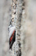 Wallcreeper