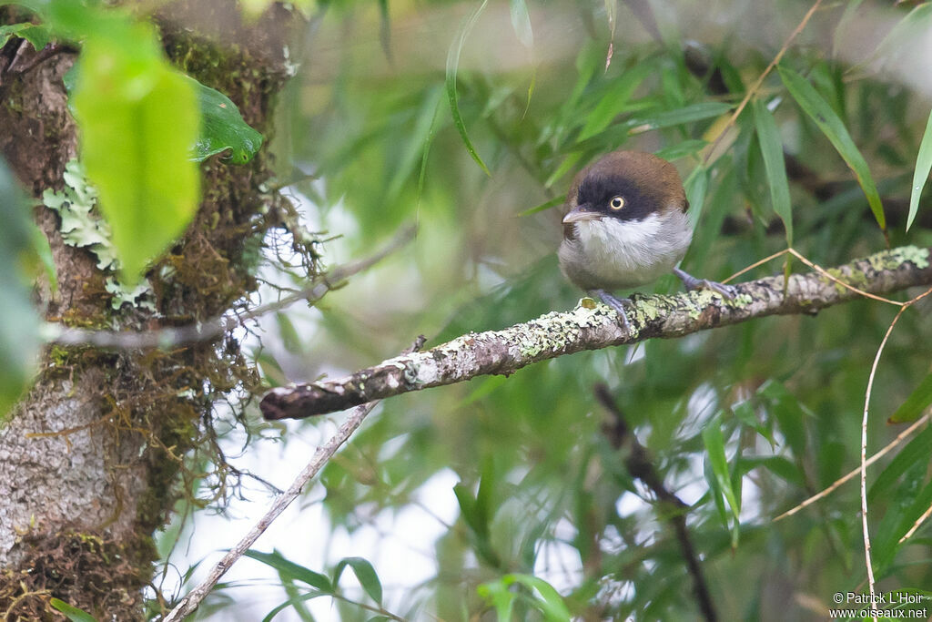 Dark-fronted Babbleradult