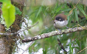 Dark-fronted Babbler