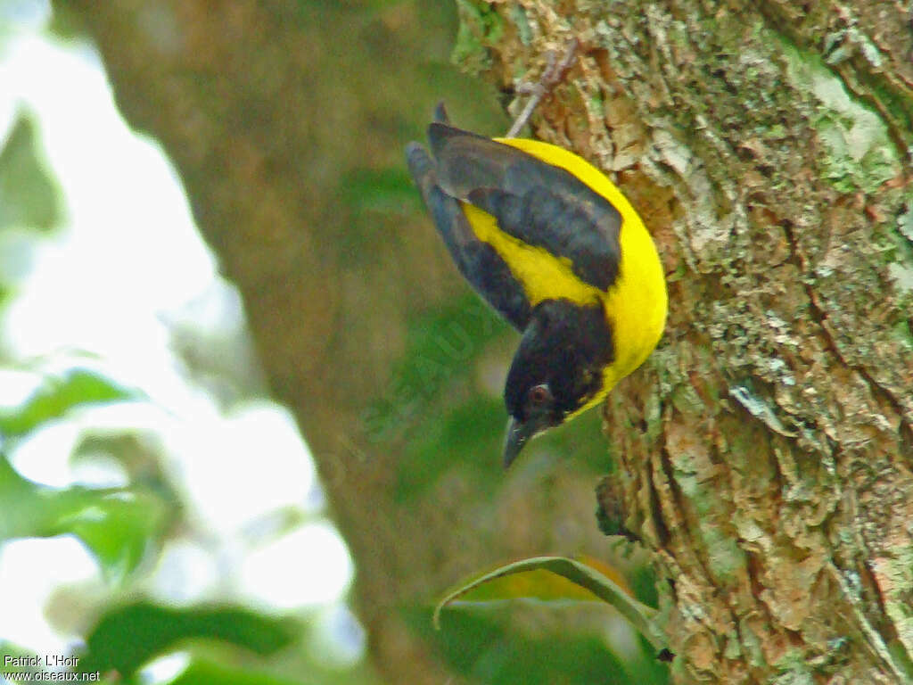 Brown-capped Weaver female adult, identification