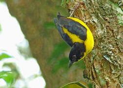 Brown-capped Weaver