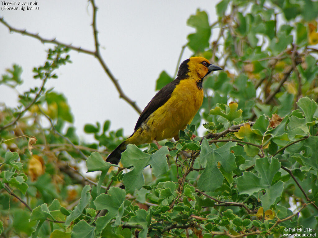 Black-necked Weaver