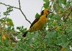 Black-necked Weaver