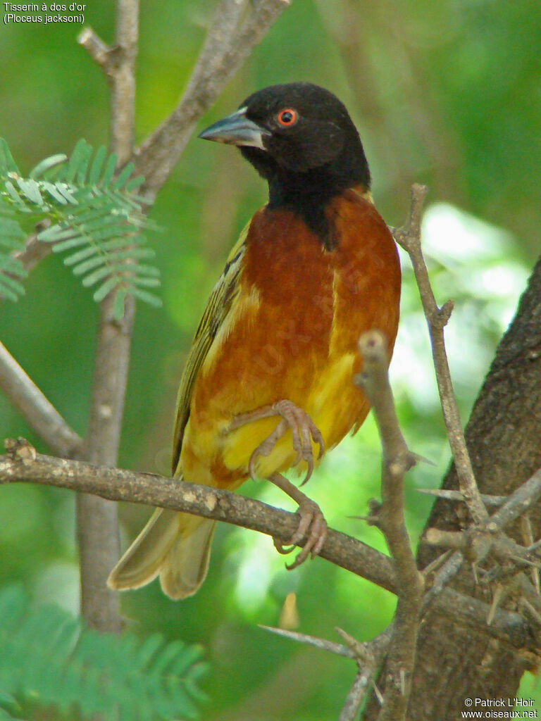 Golden-backed Weaver