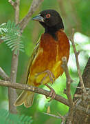 Golden-backed Weaver