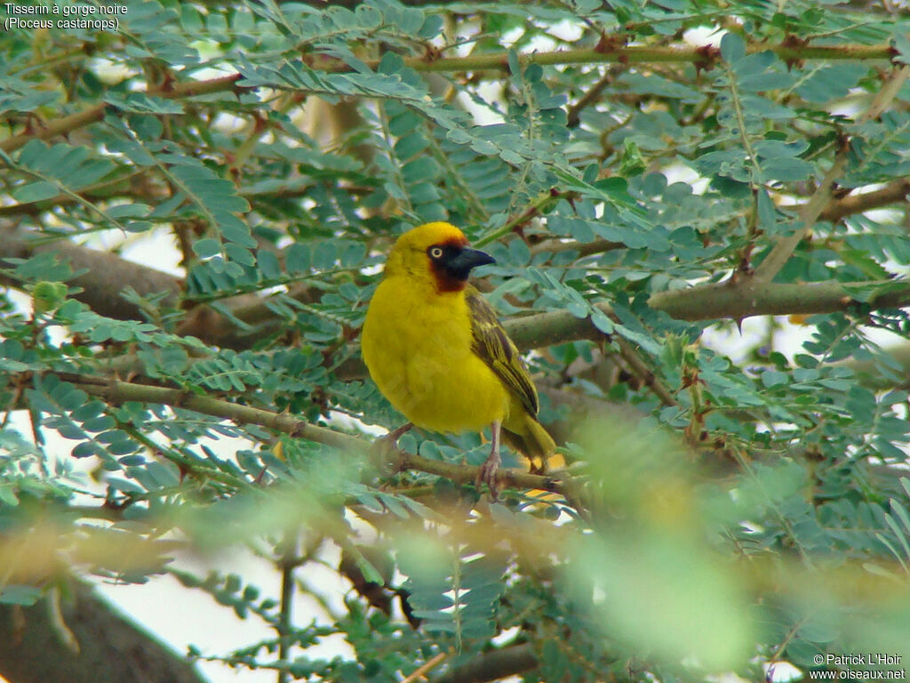 Northern Brown-throated Weaver