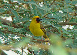 Northern Brown-throated Weaver